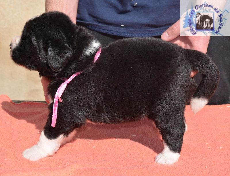 des Oursons de Svalbard - Chiots disponibles - Terre-neuve