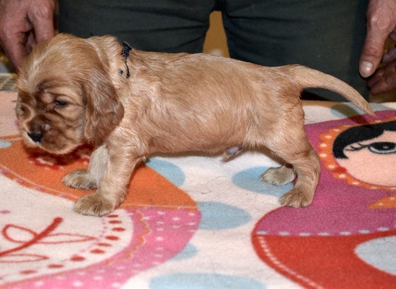 des Oursons de Svalbard - Chiots disponibles - Cocker Spaniel Anglais