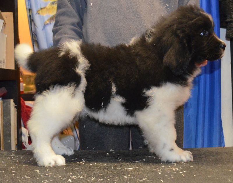 des Oursons de Svalbard - Chiots disponibles - Terre-neuve