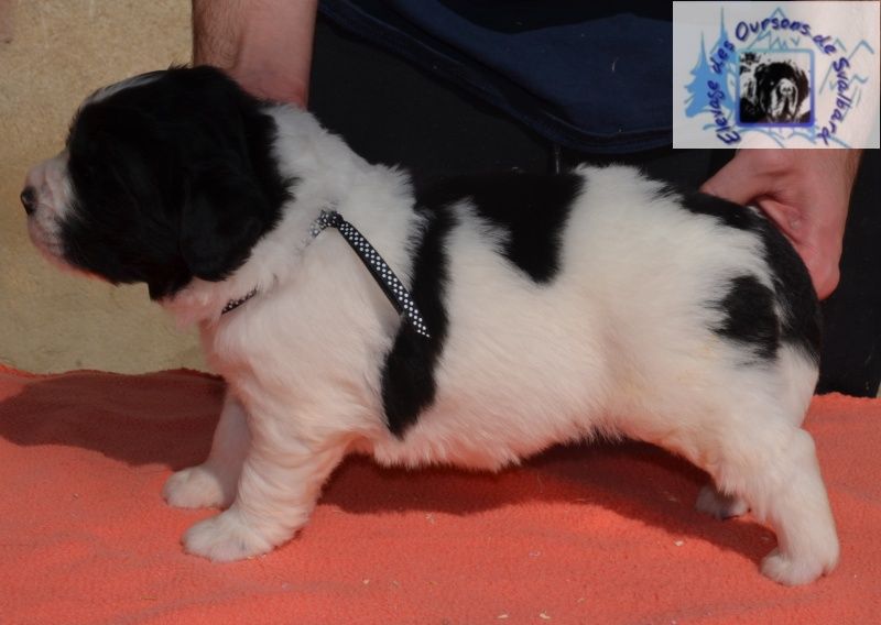 des Oursons de Svalbard - Chiots disponibles - Terre-neuve