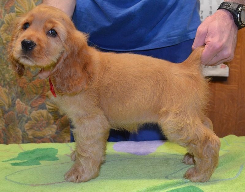 des Oursons de Svalbard - Chiots disponibles - Cocker Spaniel Anglais