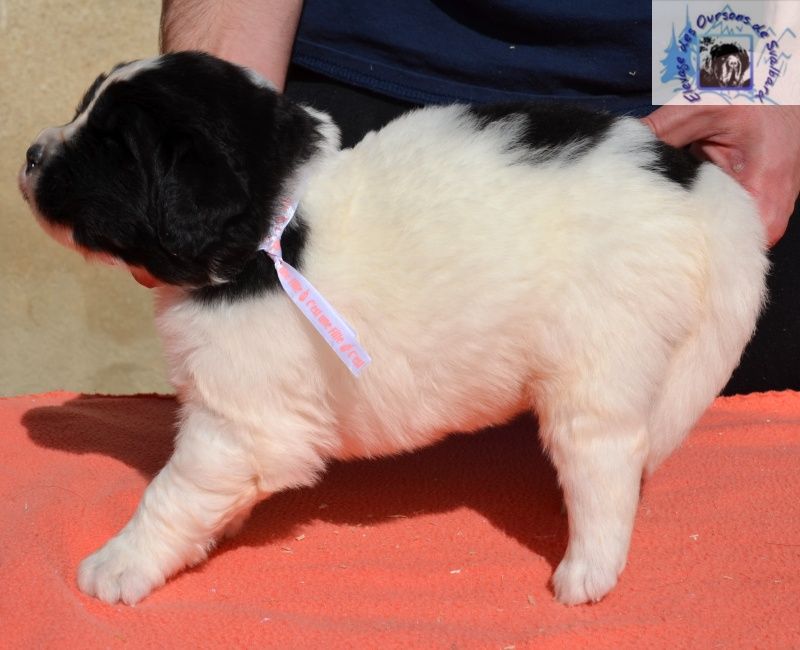 des Oursons de Svalbard - Chiots disponibles - Terre-neuve