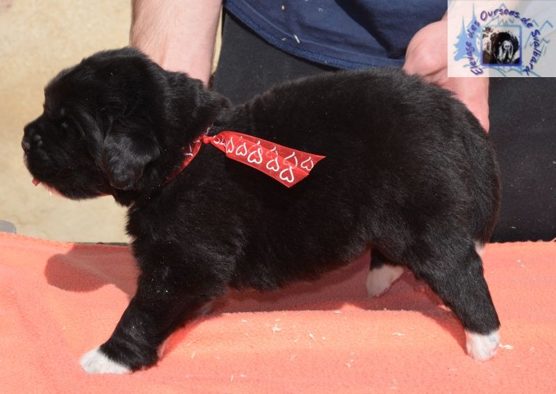 des Oursons de Svalbard - Chiots disponibles - Terre-neuve