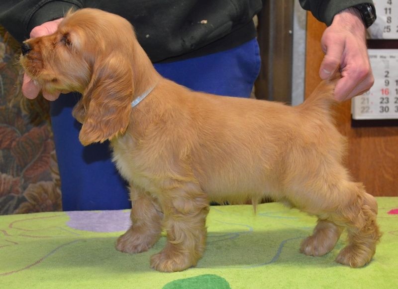 des Oursons de Svalbard - Chiots disponibles - Cocker Spaniel Anglais