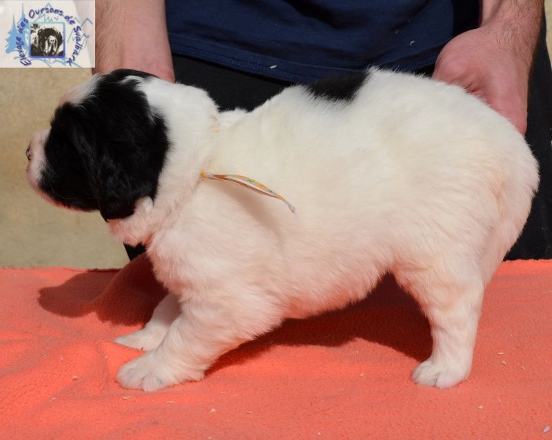 des Oursons de Svalbard - Chiots disponibles - Terre-neuve